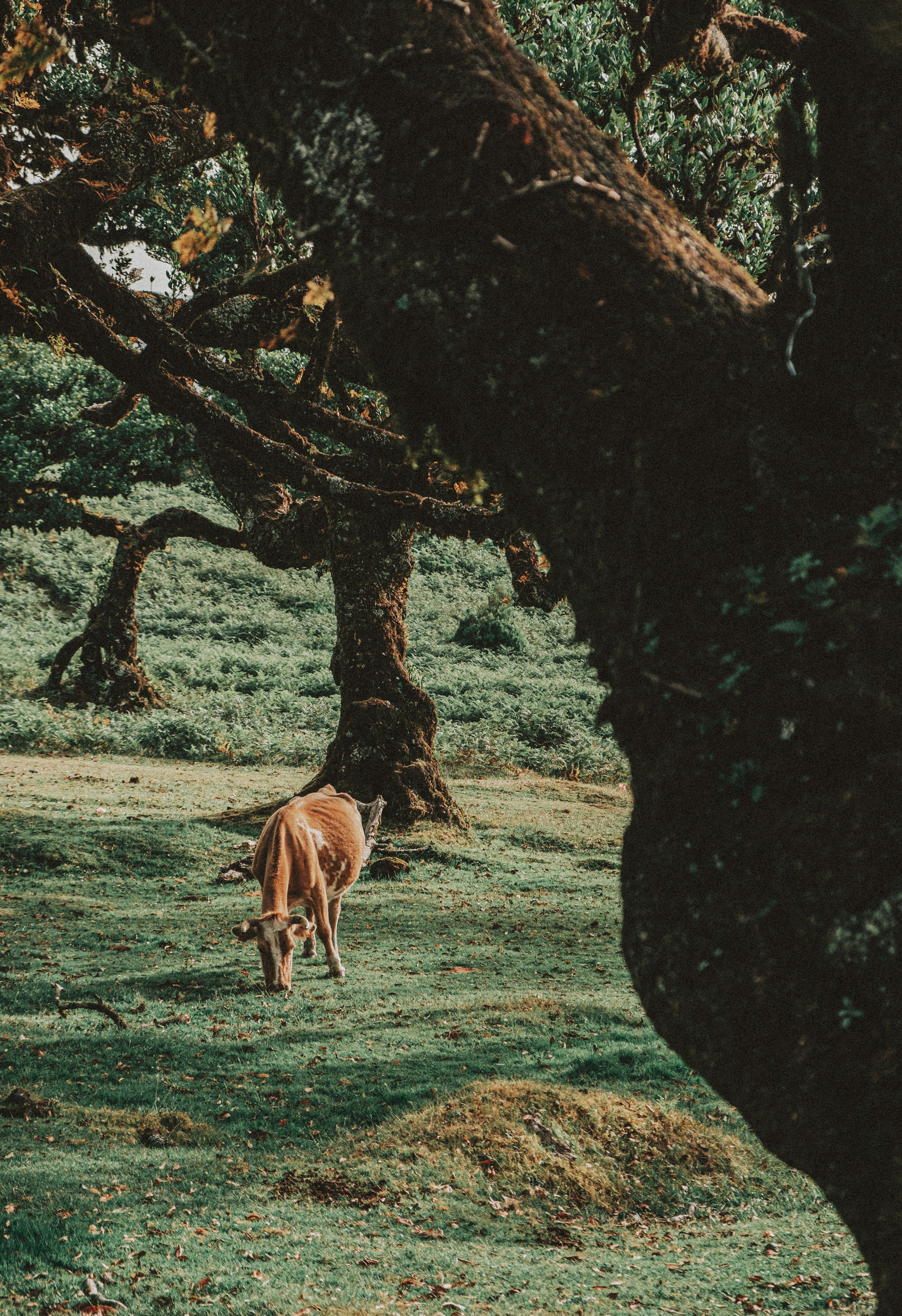 brown horse on green grass field during daytime